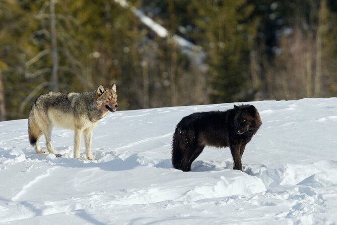 Winter Wildlife Safari in Yellowstone National Park