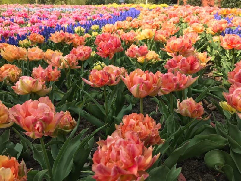 your-own-holland-keukenhofs-tulip-paradise
