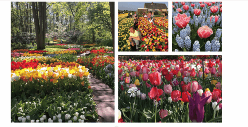 your-own-holland-keukenhofs-tulip-paradise
