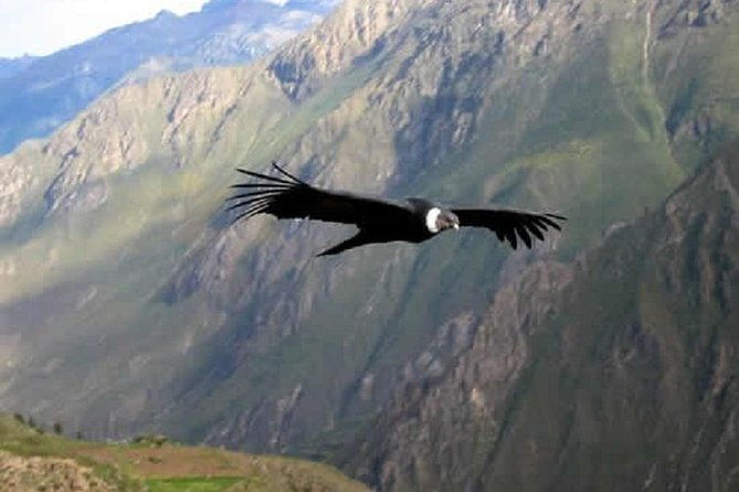 2-day-group-tour-to-colca-canyon-from-arequipa