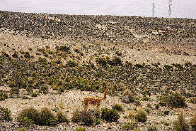 2-day-tour-to-colca-canyon