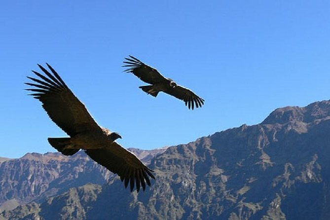 2-days-1-night-colca-canyon-tour-from-arequipa
