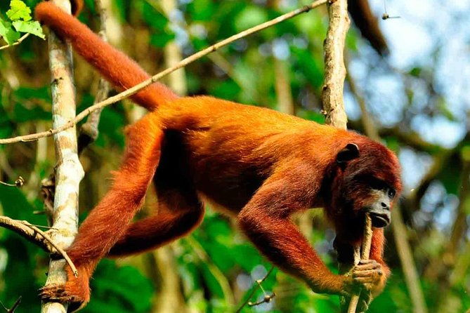 2-days-1-night-peruvian-tambopata-jungle