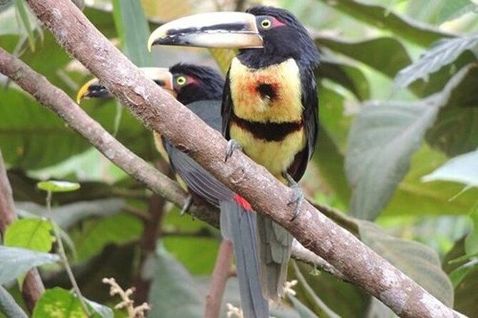 2-days-private-tour-to-mindo-with-adventures-and-birdwatching