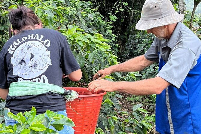 2-hour-cabanisi-coffee-farm-activity
