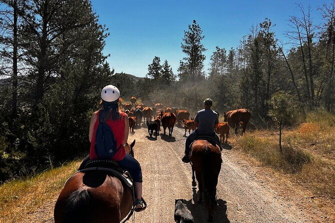 2-hour-trail-ride-in-montana-ranch-country