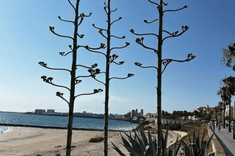 2-hours-private-historical-tour-in-cadiz