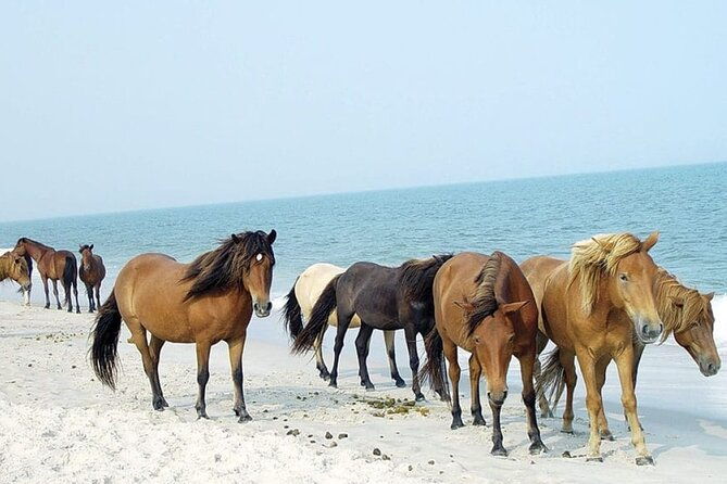 1-hour-private-party-assateague-island-cruise-in-ocean-city-md