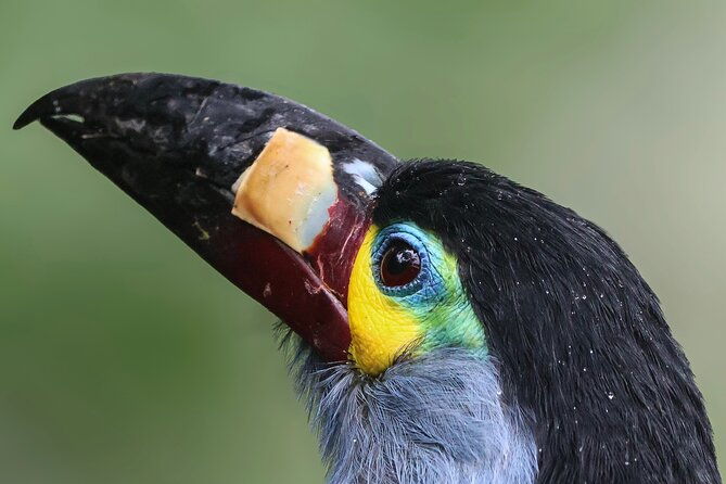 10-days-birding-photo-tour-from-andes-to-amazon-of-ecuador