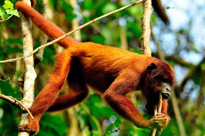 2-days-1-night-tambopata-jungle
