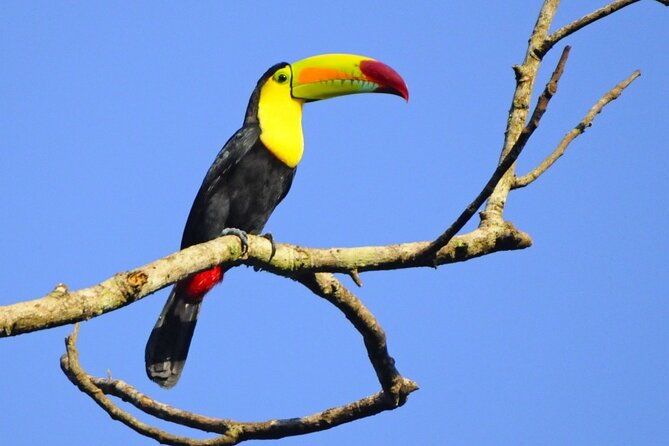 3-hour-belize-birdwatching-guided-tour
