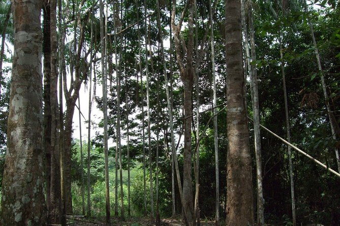 4-days-unique-experience-at-amazon-lodge-immersion-on-a-jungle-adventure