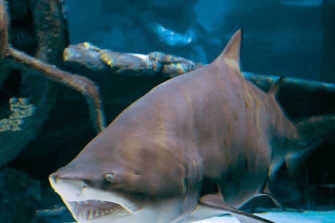 4-hour-guided-antalya-aquarium-tour