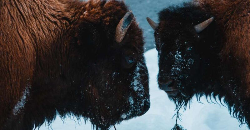 5-day-winter-yellowstone-wildlife-tour