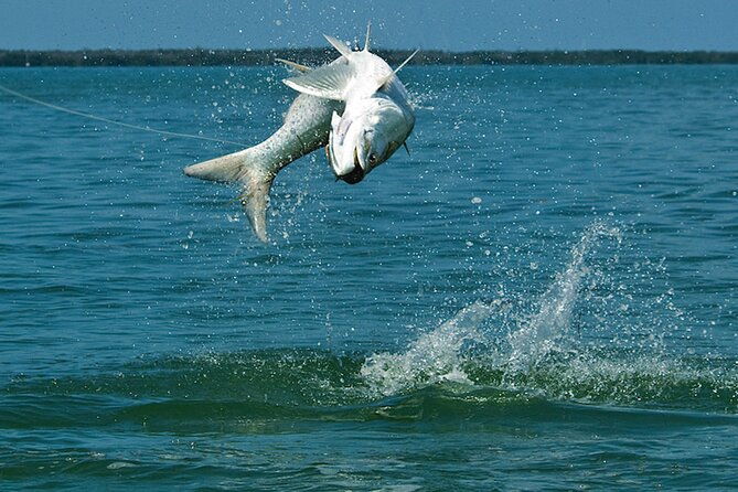 5-hour-family-friendly-fishing-charter-around-sarasota-bay
