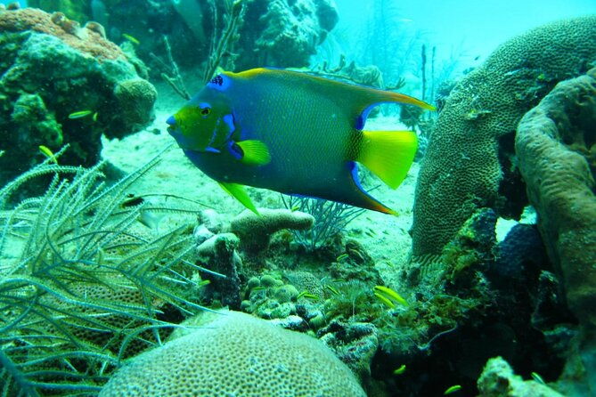 5-islands-tour-with-lunch-snorkeling-and-plankton