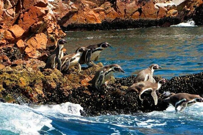7-days-tour-to-ica-ballestas-islands-and-machupicchu-in-lima