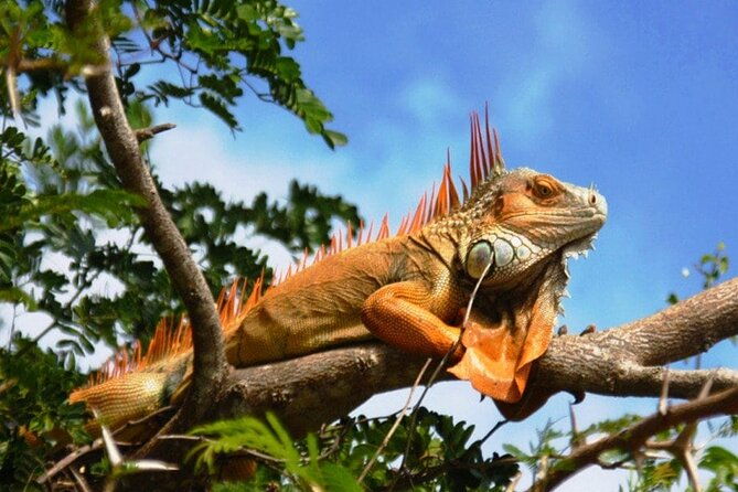 7-hour-private-tour-in-palo-verde-national-park-with-pickup