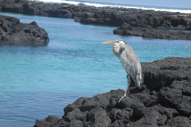 8-day-best-of-quito-and-galapagos-santa-cruz-isabela-unhinhabited-island