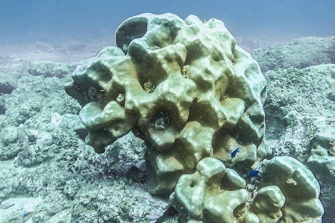 advanced-open-water-dive-certification-in-tamarindo