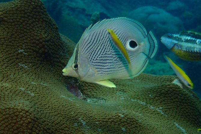 advanced-padi-diving-course