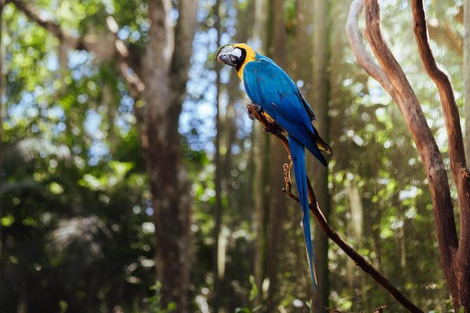 airport-cataratas-igu-pick-up-iguassu-falls-brazilian-side-bird-park