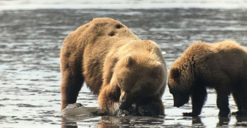 alaska-9-day-ocean-wildlife-to-interior-wilderness-adventure