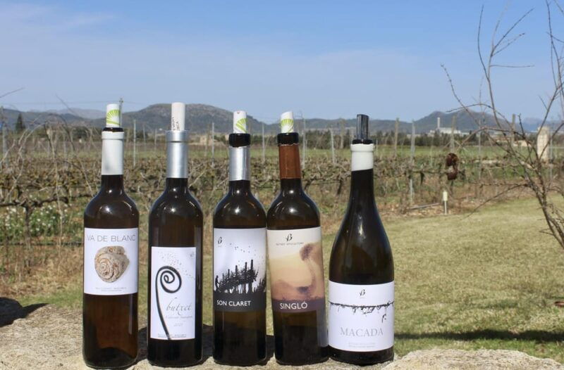 alcudia-can-picafort-guided-vineyard-visit-and-wine-tasting
