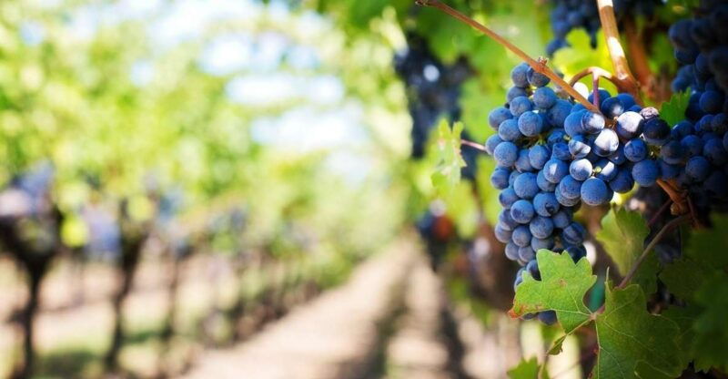 algarve-landscapes-pottery-and-winery-tour