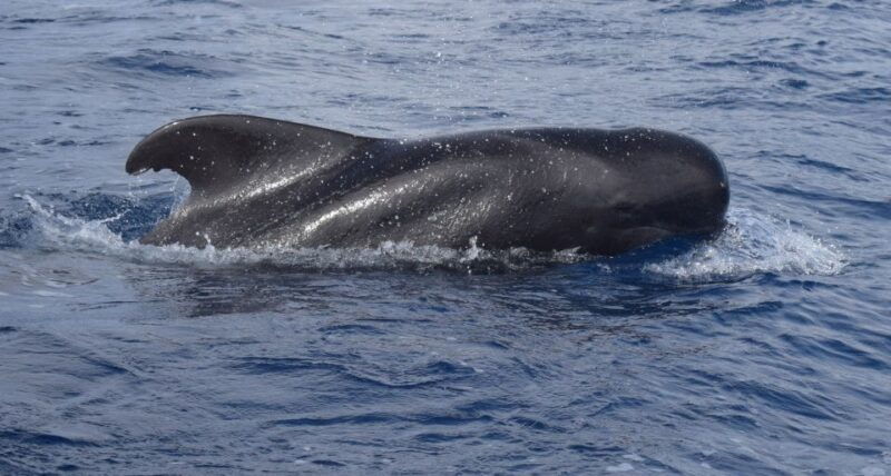 all-inclusive-whale-and-dolphin-watching-luxury-tour
