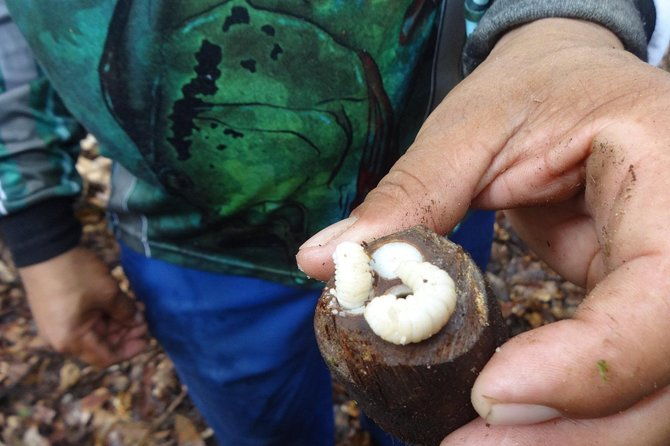 amazon-jungle-experience-6d-5n-at-amazon-mamori-lodge