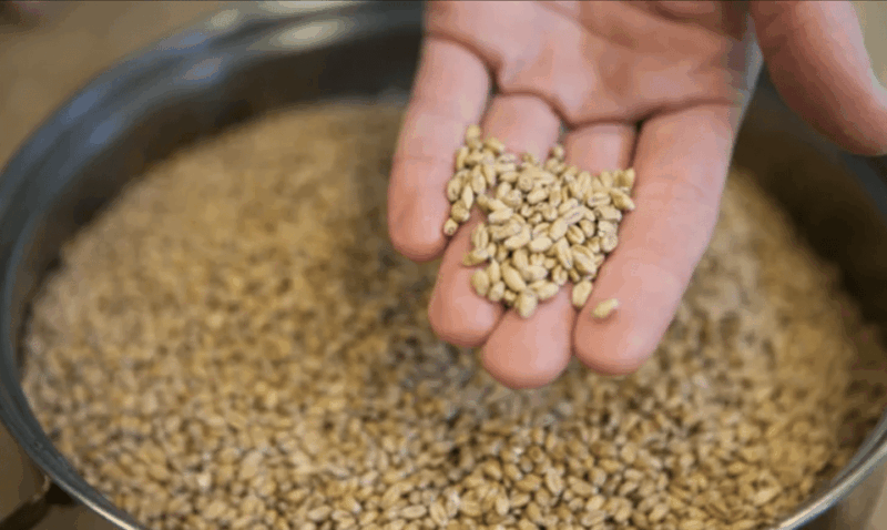 amersfoort-beer-brewing-workshop-with-lunch-beer-tasting
