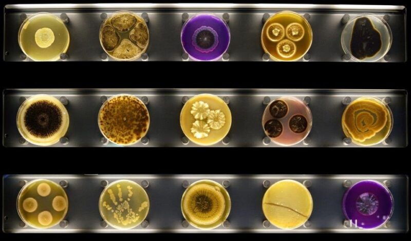 amsterdam-artis-micropia-microbe-museum-entry-ticket