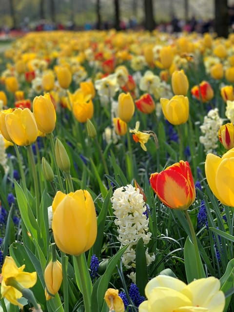 amsterdam-keukenhof-flowerfarm-tour-including-tickets