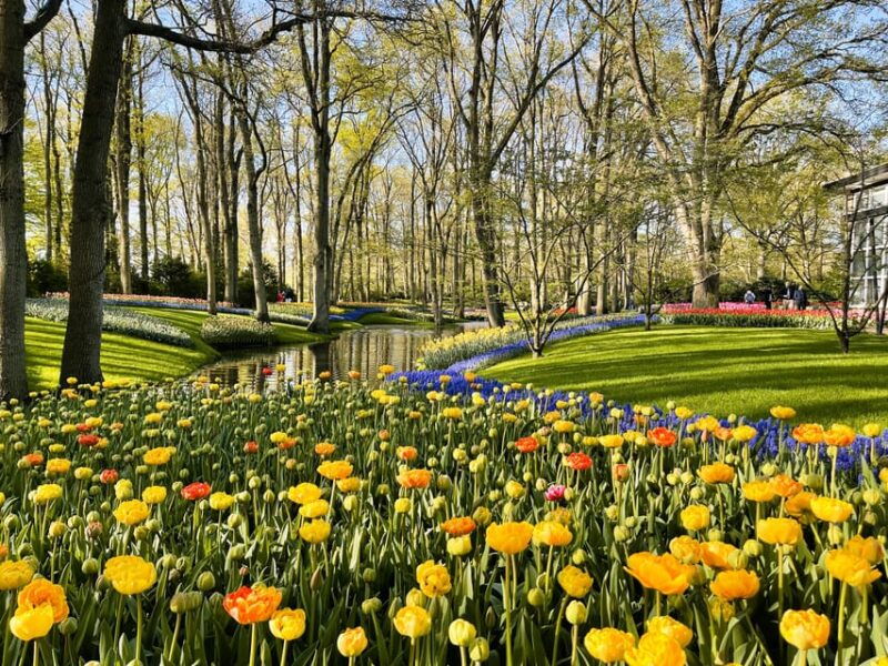 amsterdam-tulips-windmill-full-day-private-tour-by-car