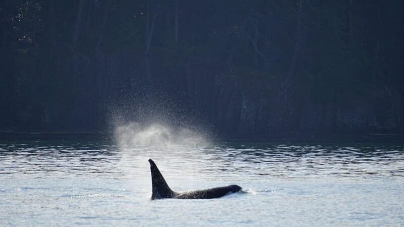 anacortes-orca-whales-guaranteed-boat-tour-near-seattle