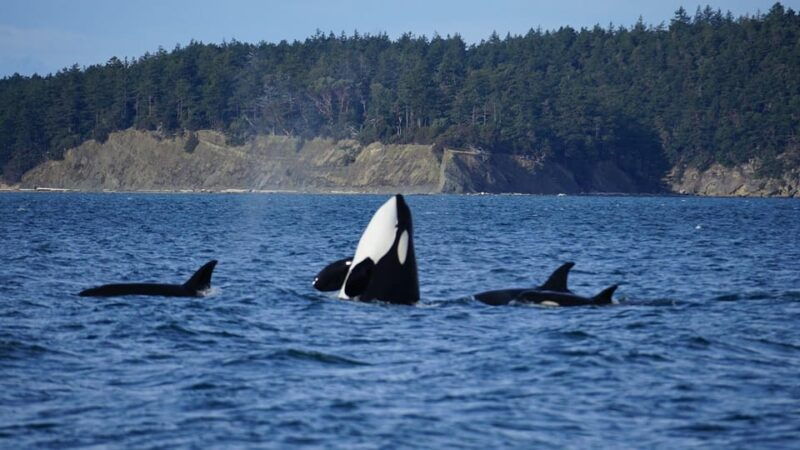 anacortes-whale-and-orca-boat-tour-near-seattle