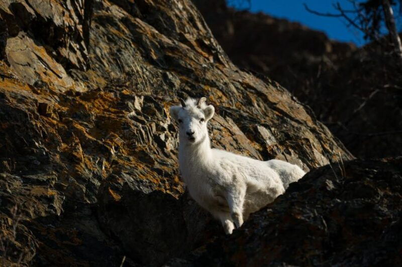 anchorage-turnagain-arm-highlights-photography-day-trip