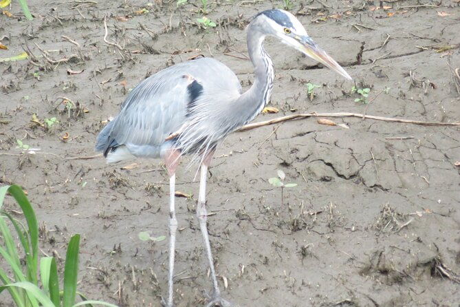 animal-sightseeing-boat-tour-in-palo-verde-national-park