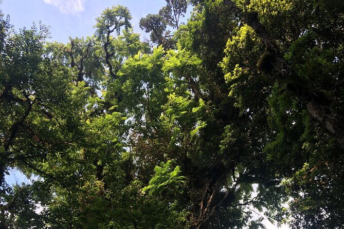 arenal-hanging-bridges-with-hotsprings-lunch-and-dinner