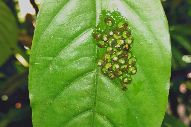 arenal-volcano-pineapple-waterfall-hike-coffee-chocolate-tour