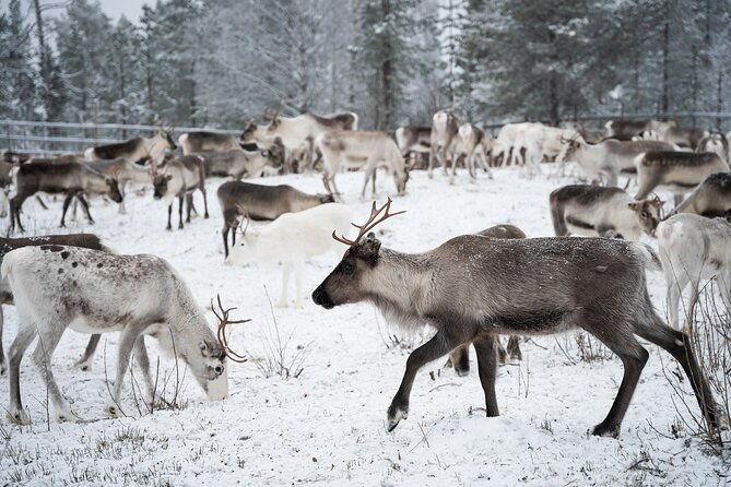 authentic-reindeer-experience-in-the-wilderness-in-levi