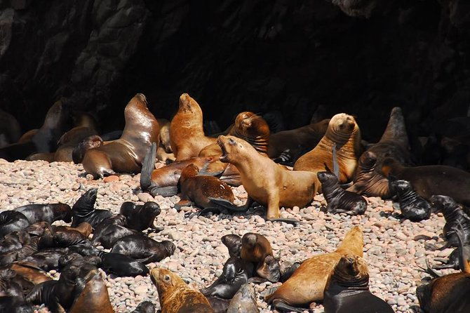 ballestas-islands-private-tour