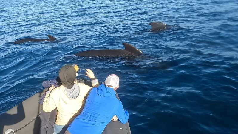 basque-country-dolphin-watching-boat-trip