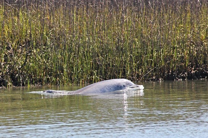 beaufort-private-dolphin-excursions