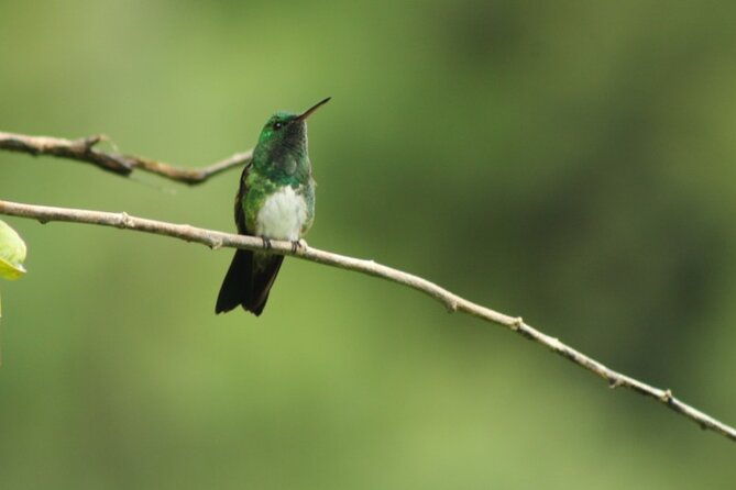 beautiful-birding-pipeline-road-from-amador-cruise-port-panama