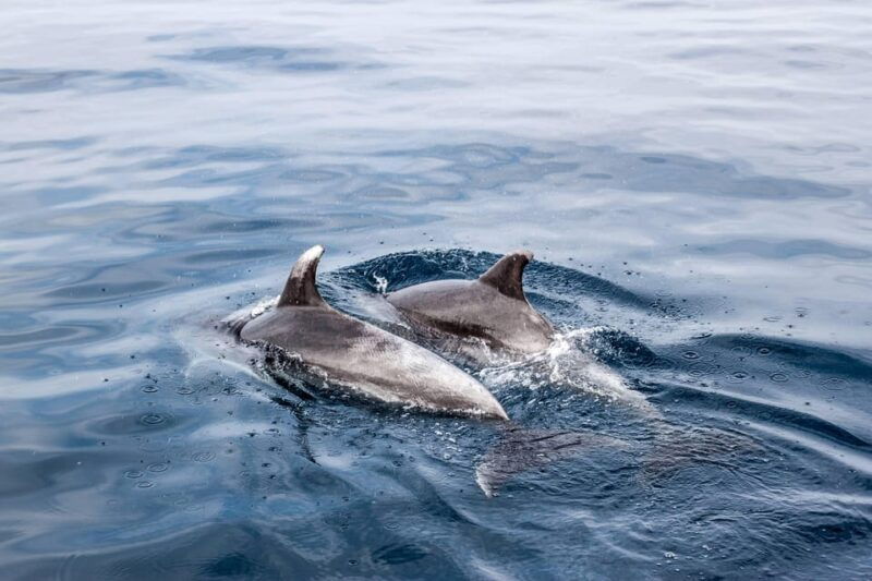 benalmadena-dolphin-sighting-boat-tour