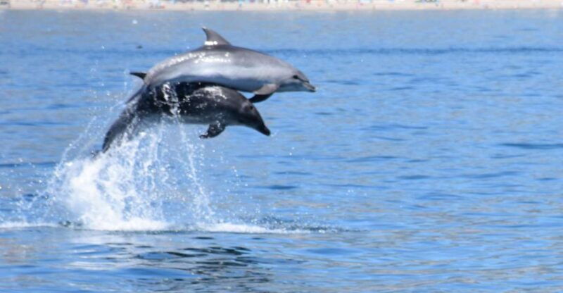 benalmadena-dolphin-watching-boat-tour