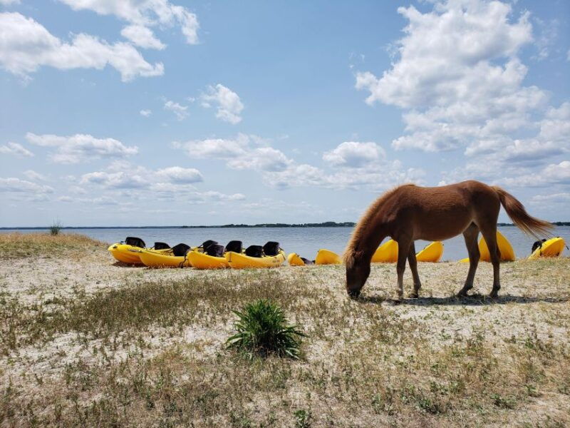 berlin-assateague-island-wildlife-discovery-kayak-tour