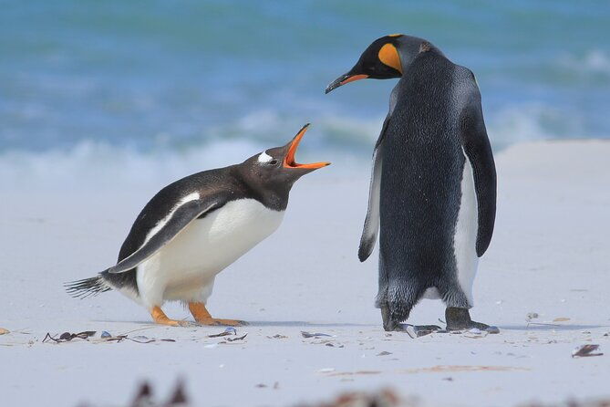 berthas-beach-penguin-experience